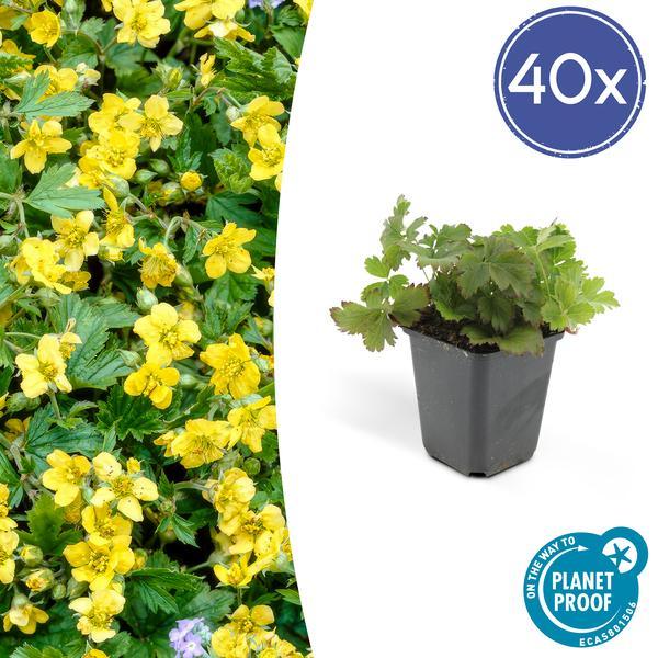 Waldsteinia ternata | 10-25cm - Ø9cm Plant Greenify