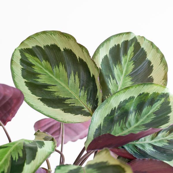 Calathea Medaillon met pot (50cm - Ø19) Plant Greenify
