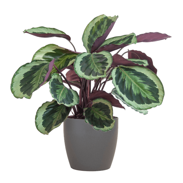 Calathea Medaillon met pot (50cm - Ø19) Plant Greenify