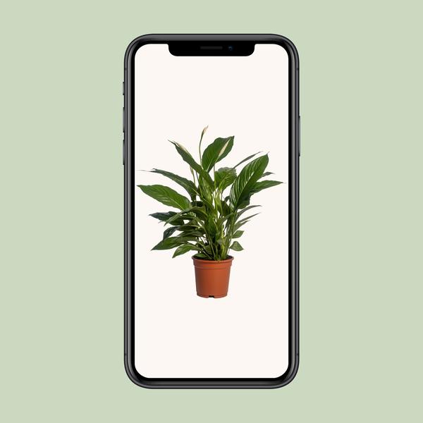 Spathiphyllum Vivaldi zonder pot (70cm - Ø17cm)