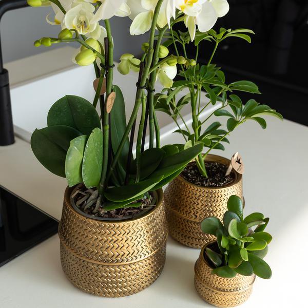 Kleine Succulent Crassula Ovata (Γ6cm) Plant Greenify