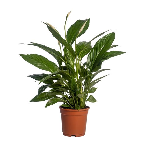 Spathiphyllum Vivaldi zonder pot (70cm - Ø17cm)