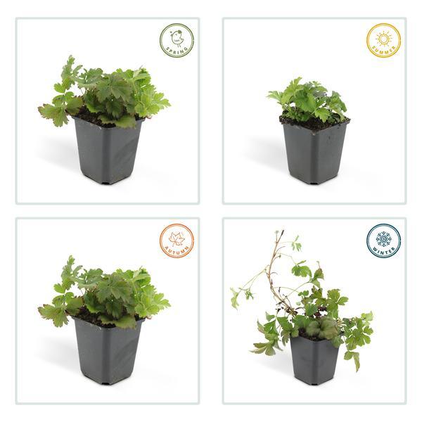 Waldsteinia ternata | 10-25cm - Ø9cm Plant Greenify
