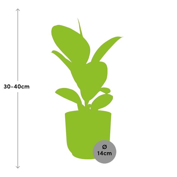 Ficus Elastica ‘Robusta’ in ELHO Vibes Fold 14cm