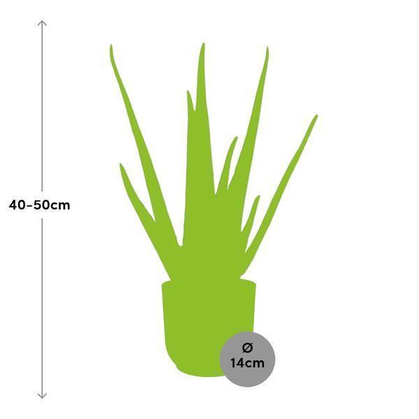 Aloe Vera 12cm in ELHO Vibes Fold 14cm