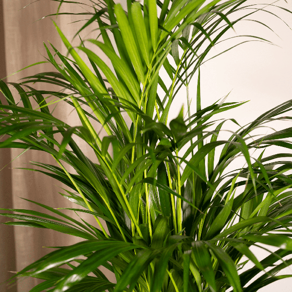 Areca palm zonder pot (85cm - Ø19cm) Plant Greenify