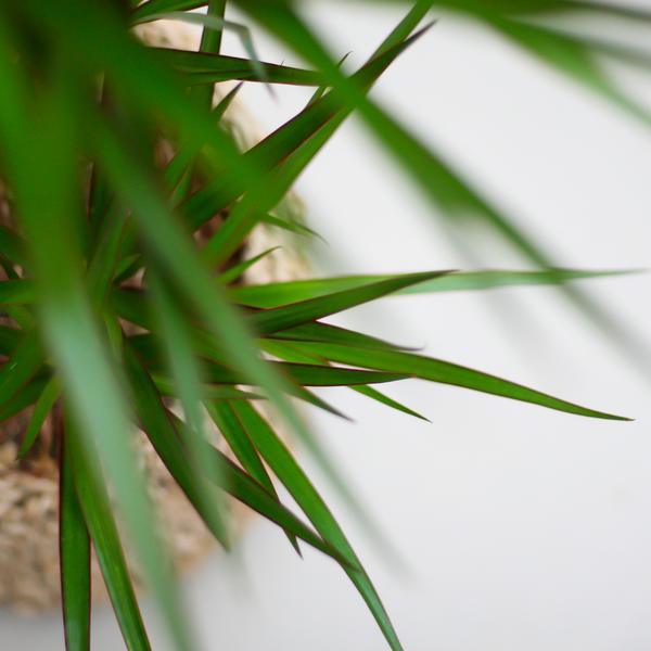 Dracaena Marginata met pot (95cm - Ø21) Plant Greenify