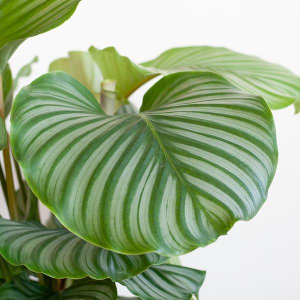 Calathea Orbifolia met Yuki wit (65cm - Ø21) Plant Greenify