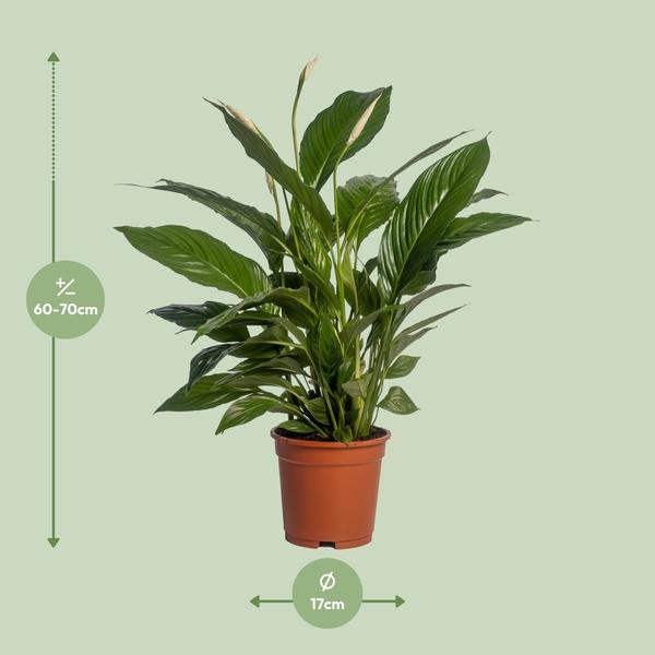 Spathiphyllum Vivaldi zonder pot (70cm - Ø17cm)