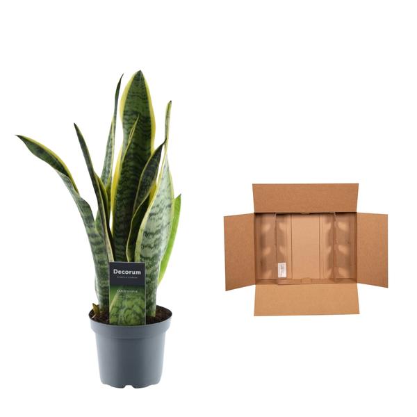Sansevieria Laurentii - (45 cm - ø12)