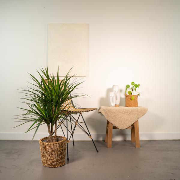 Dracaena Marginata Plant Greenify