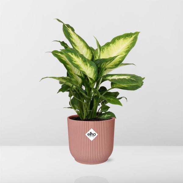 Dieffenbachia ‘Camilla’ in ELHO Vibes Fold 14cm
