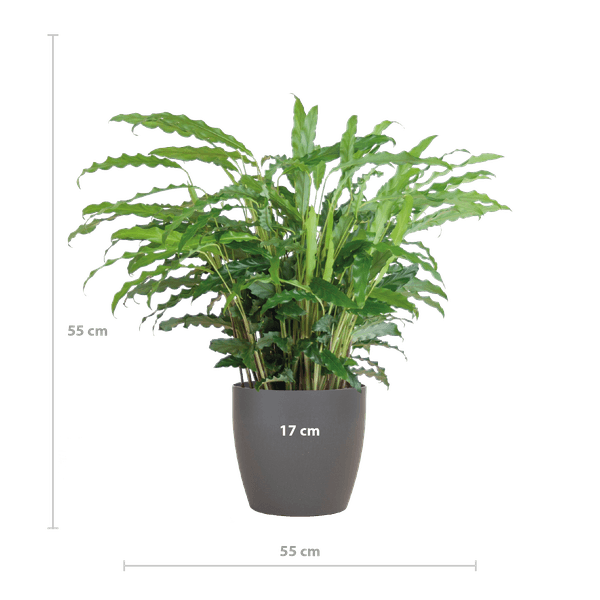 Calathea Rufibarba (55cm - Ø17) met pot Plant Greenify