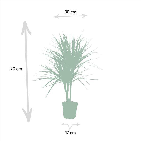 Dracaena Marginata Plant Greenify