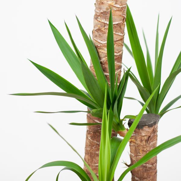 Yucca XL met Noah mand (125cm - Ø24) Plant Greenify