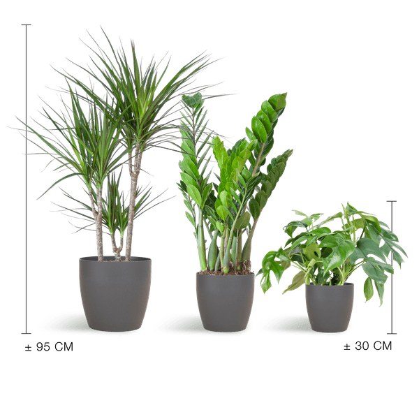 Schaduw Plantenbox medium (3 planten inclusief Yuki pot grijs) Plant Greenify