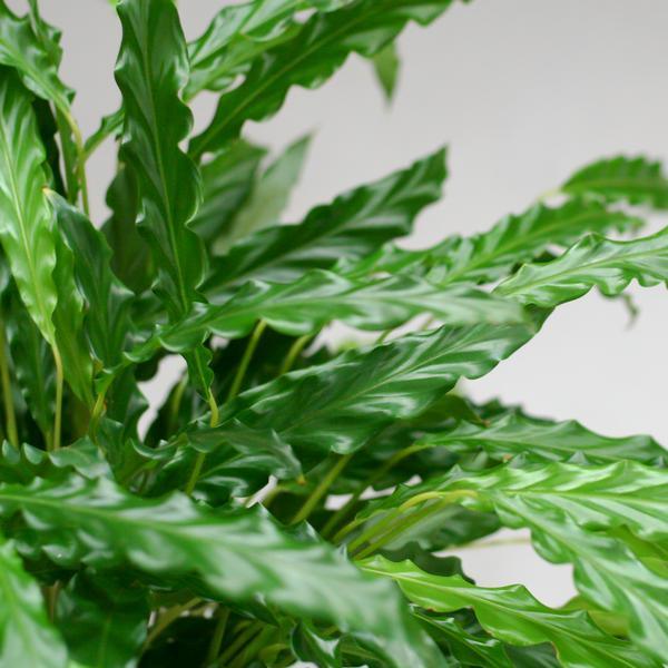 Calathea Rufibarba (55cm - Ø17) met pot Plant Greenify