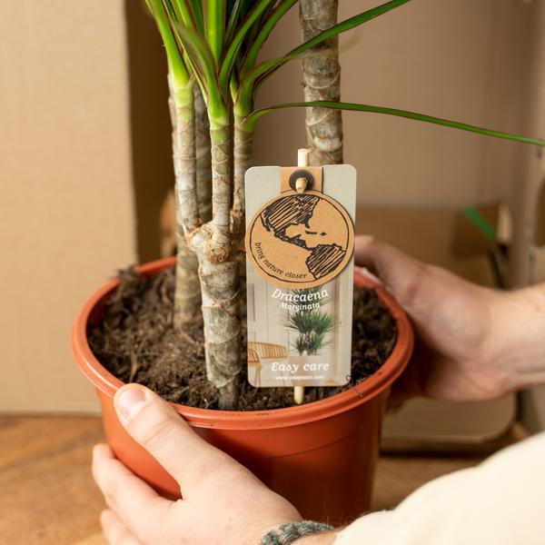 Dracaena Marginata Plant Greenify