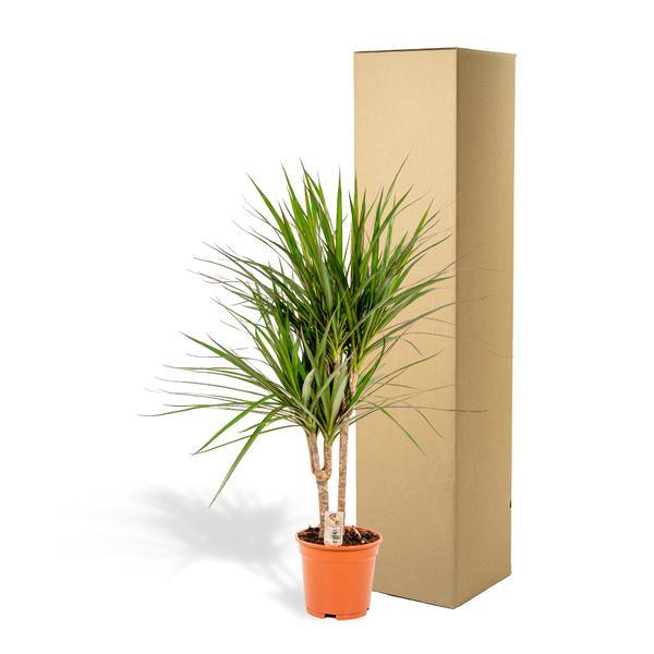 Dracaena Marginata Plant Greenify