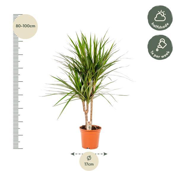 Dracaena Marginata Plant Greenify