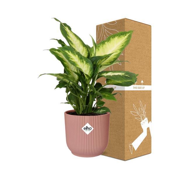 Dieffenbachia ‘Camilla’ in ELHO Vibes Fold 14cm