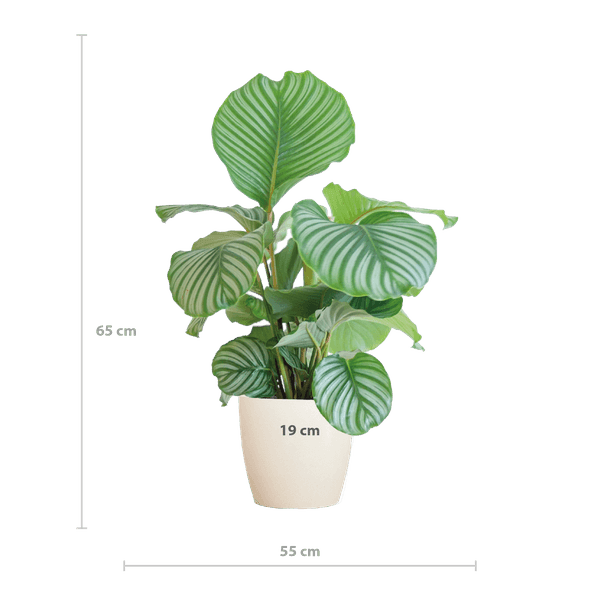 Calathea Orbifolia met Yuki wit (65cm - Ø21) Plant Greenify