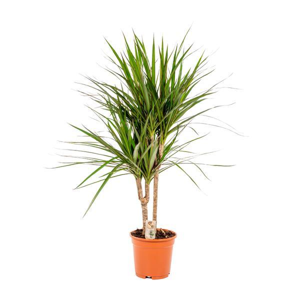 Dracaena Marginata Plant Greenify
