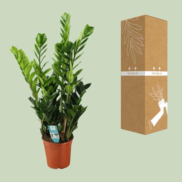 Zamioculcas Zamiifolia - ZZ Plant (100cm - Ø21cm) Plant Greenify