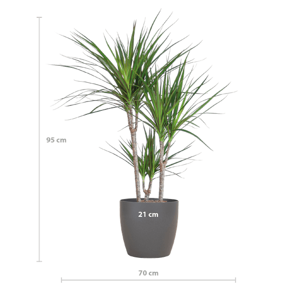 Dracaena Marginata met pot (95cm - Ø21) Plant Greenify