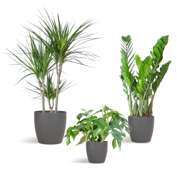 Schaduw Plantenbox medium (3 planten inclusief Yuki pot grijs) Plant Greenify