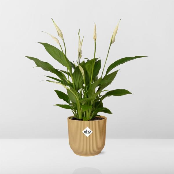 Spathiphyllum lepelplant (30-40 cm hoog + 12 cm Torelli in ELHO Vibes Fold 14cm) Plant Greenify