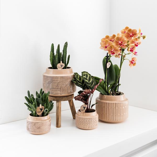 Kleine Calathea Makoyana (Ø9cm) Plant Greenify