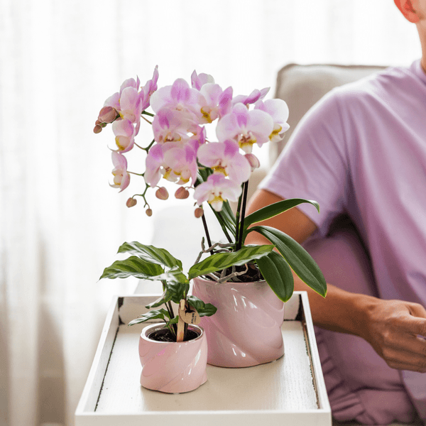 Kleine Calathea (Ø6cm) Plant Greenify