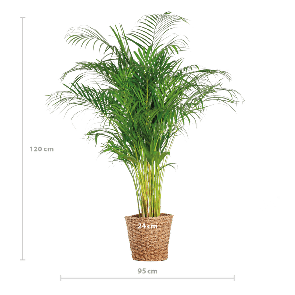 Areca Palm (dypsis) XL met mand Noah (120cm - Ø24) Plant Greenify