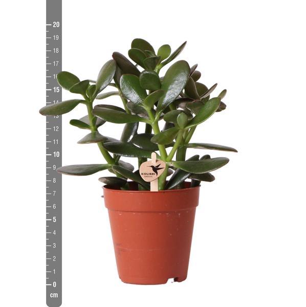 Kleine Succulent Crassula Ovata (Ø9cm) Plant Greenify
