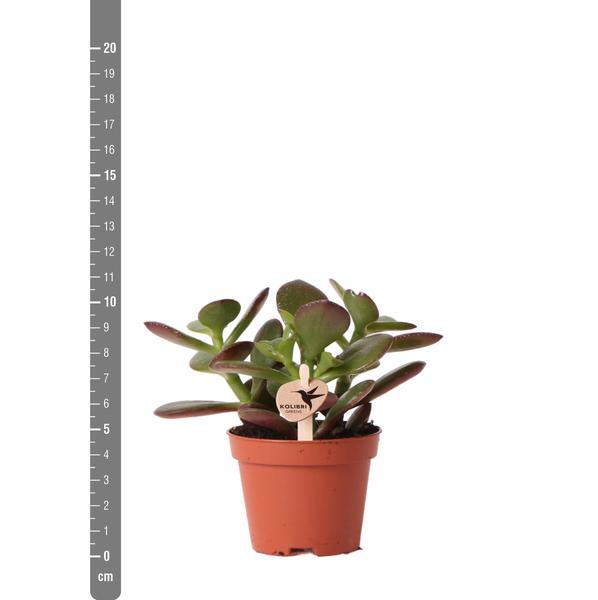 Kleine Succulent Crassula Ovata (Γ6cm) Plant Greenify