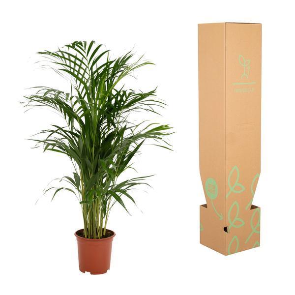 Areca palm zonder pot (85cm - Ø19cm) Plant Greenify