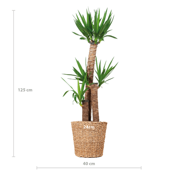 Yucca XL met Noah mand (125cm - Ø24) Plant Greenify