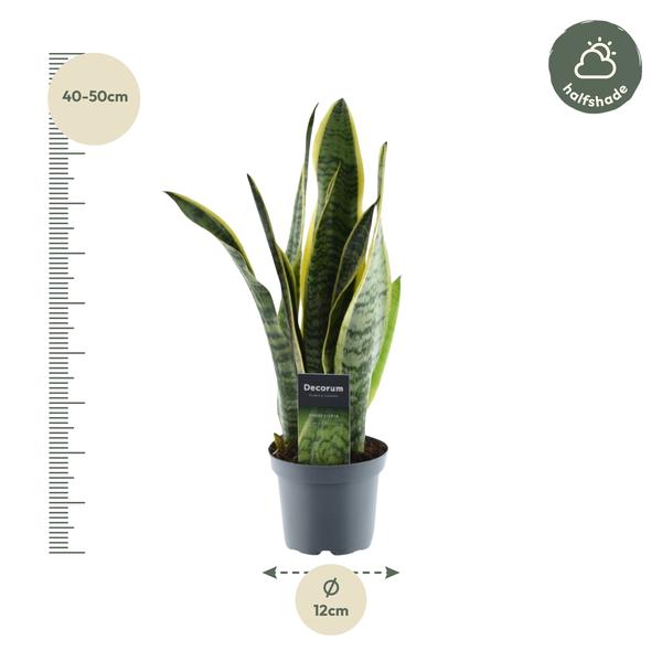 Sansevieria Laurentii - (45 cm - ø12)