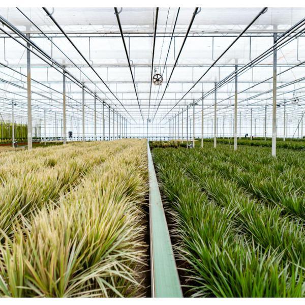 Dracaena Marginata Plant Greenify