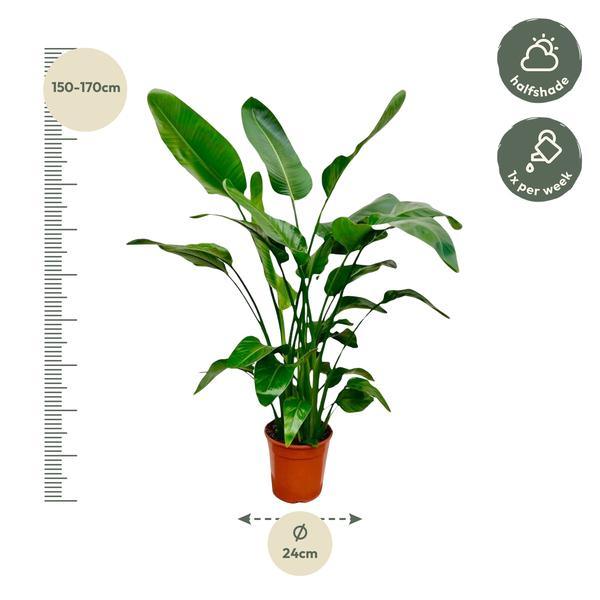 Strelitzia Nicolai (150cm - Ø24) Plant Greenify