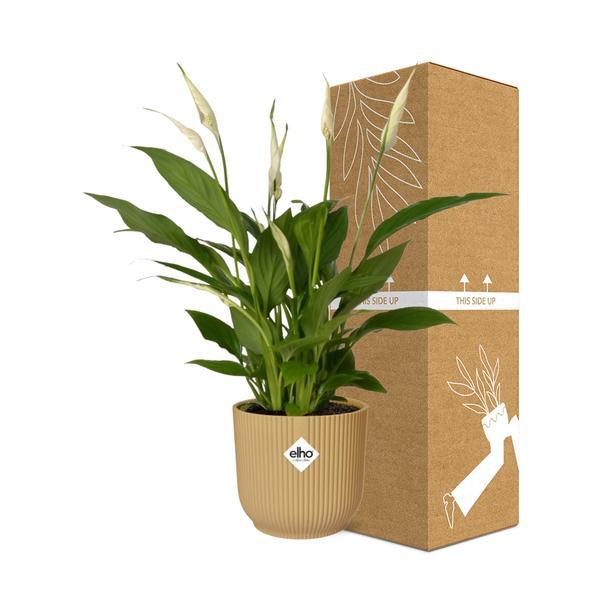Spathiphyllum lepelplant (30-40 cm hoog + 12 cm Torelli in ELHO Vibes Fold 14cm) Plant Greenify