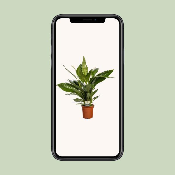 Spathiphyllum Bingo Cupido (80cm - Ø19cm) Plant Greenify