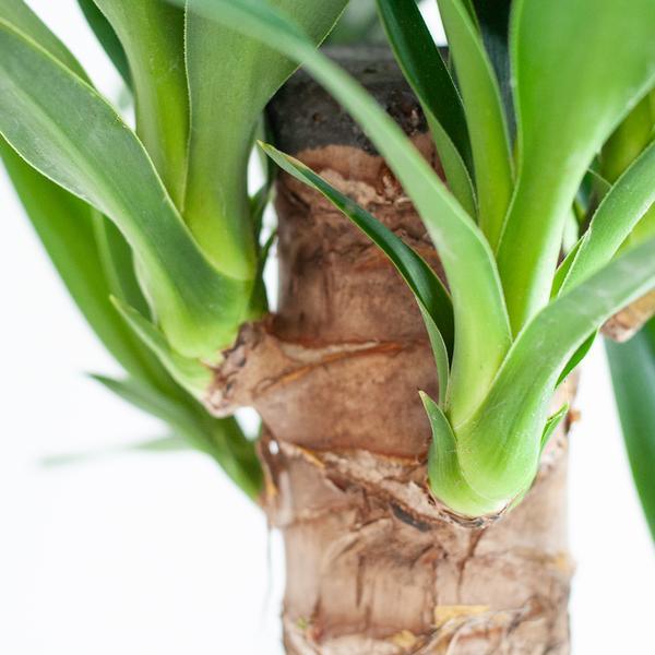 Dracaena Janet Lindt met pot (95cm - Ø21) Plant Greenify
