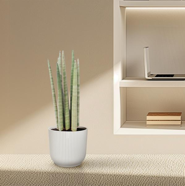 Sansevieria cylindrica 'Spaghetti' - (40 cm - ø10,5)