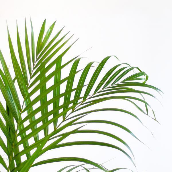 (Dypsis) Areca Palm met Jimmi mand wit (100cm - Ø21) Plant Greenify