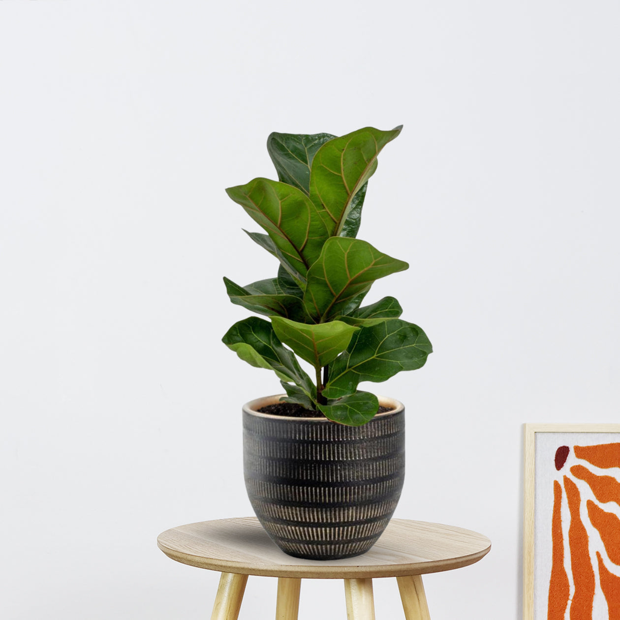 Planten in de aanbieding