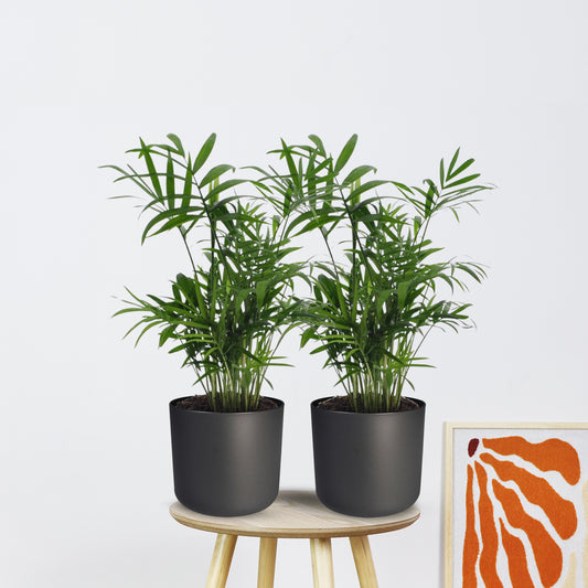 2x Chamaedorea Elegans zonder pot - Mexicaanse BergpalmE (40cm - Ø12cm)