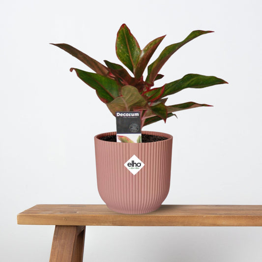 Aglaonema Crete in ELHO Vibes Fold 14cm