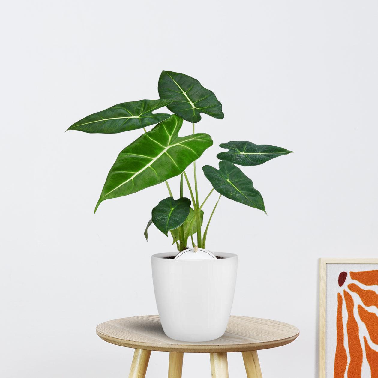 Alocasia Frydek in witte Brussels pot |  Ø12cm - 35cm